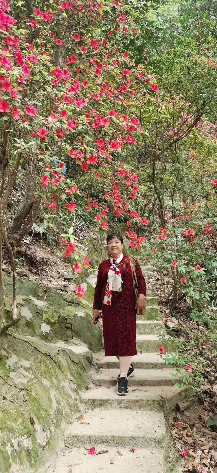 阳春三月揭西龙山风景区野生杜鹃花开了